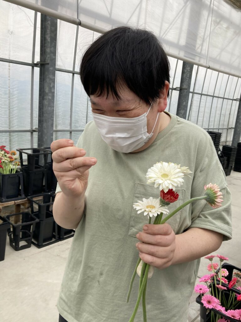 ガーベラ採花体験